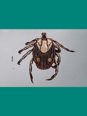 Onderstepoort Journal of Veterinary Research - book cover