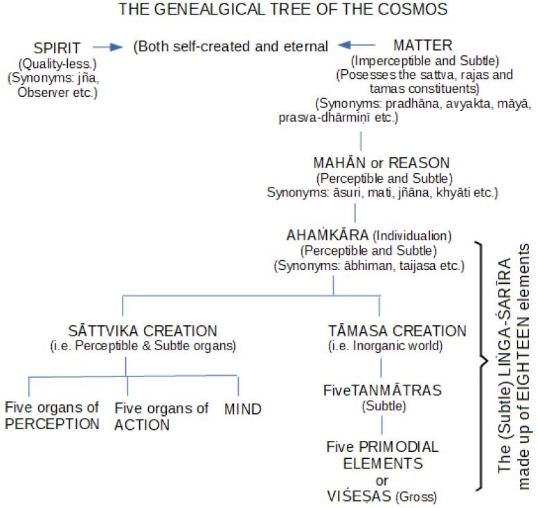Genealogical tree of the Cosmos
