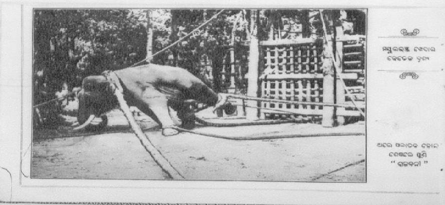Elephant caught in Kheddah