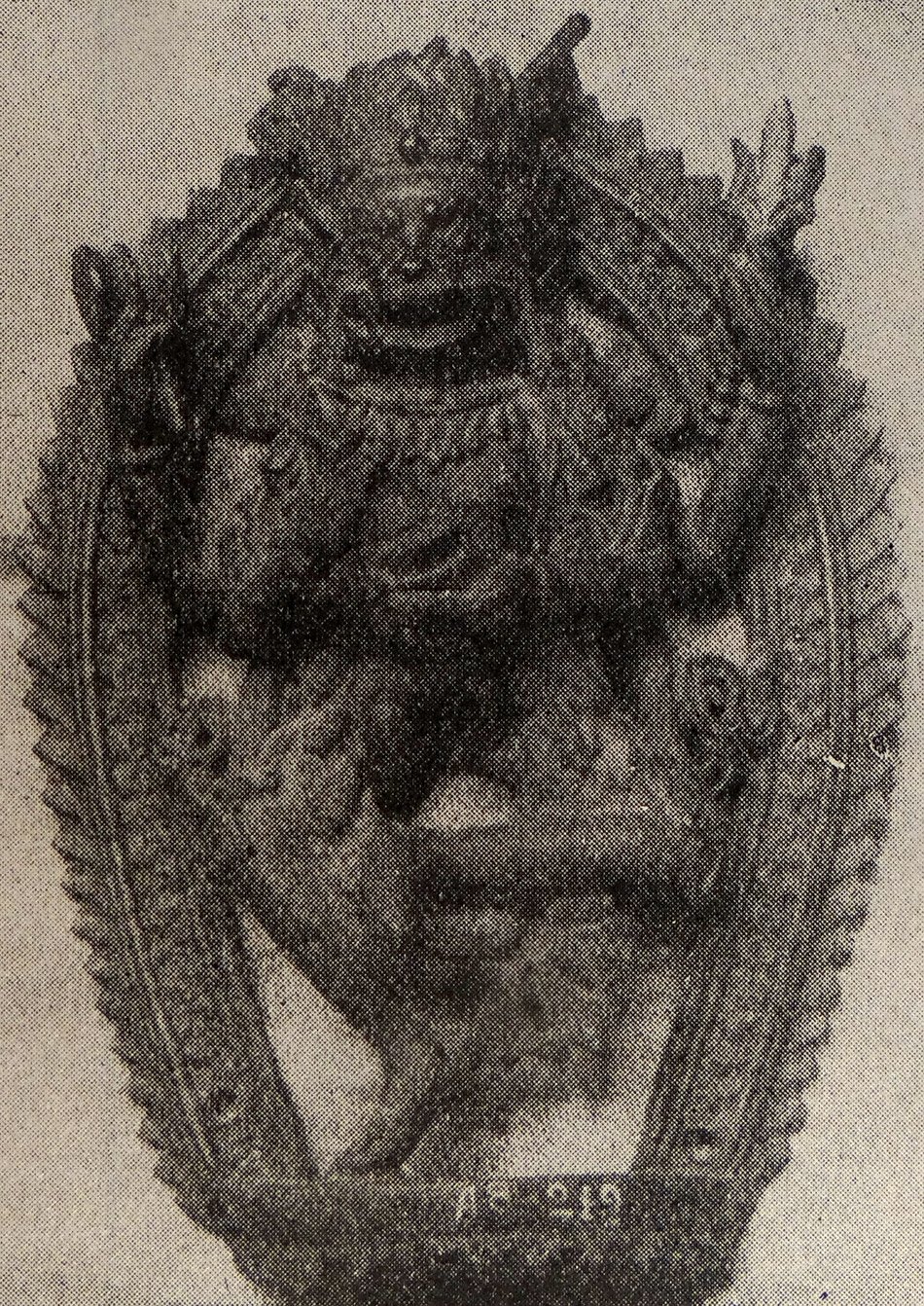 Figure 127: Buddhakapāla (Baroda Museum)