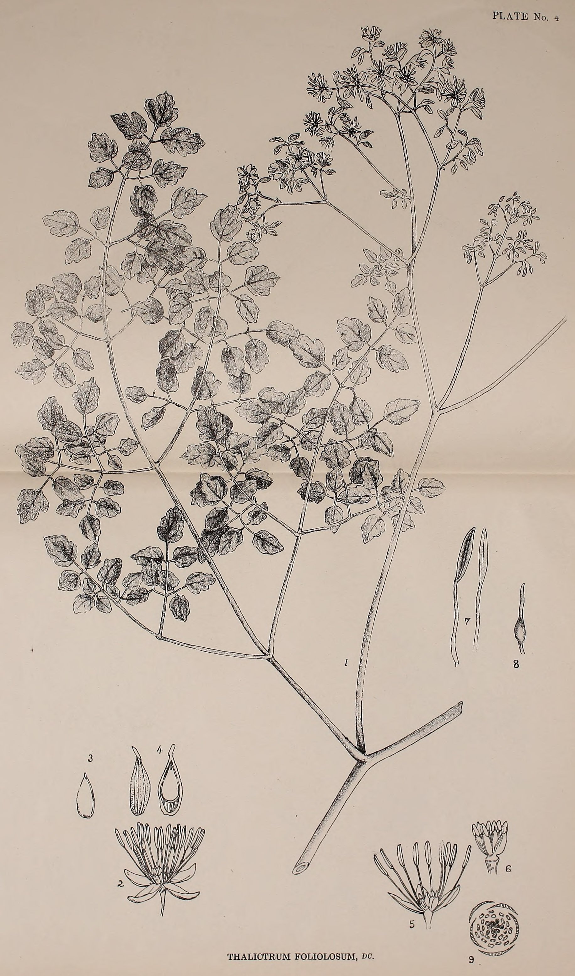 Thalictrum flavum диаграмма цветка