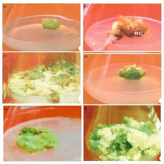 Image for - Establishment of Callus Tissue and Effect of Growth Regulators on Enhanced Sterol Production in Cissus quadrangularis L.