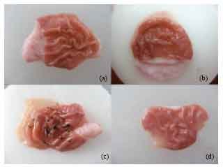 Image for - The Role of Alpha-2 Adrenergic Receptors in the Anti-ulcerative Activity of Famotidine and Omeprazole in Rats and its Relationship with Oxidant-antioxidant Parameters