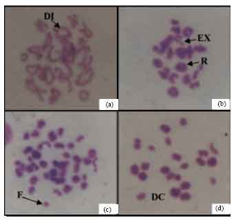 Image for - Observations on Chromosomal Aberrations Following the Administration of Methanol Sub-Fraction of Carica papaya Seeds for Contraception in Albino Rats and Rabbits