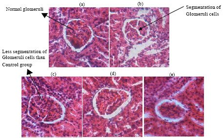 Image for - Efficacy of Ethanol Extract of Anredera cordifolia (Ten) Steenis Leaves on Improving Kidney Failure in Rats