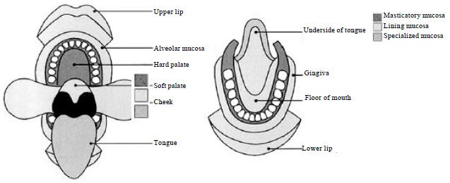 Image for - An Exhaustive Review on Recent Advancement in Pharmaceutical Bioadhesive Used for Systemic Drug Delivery Through Oral Mucosa for Achieving Maximum Pharmacological Response and Effect