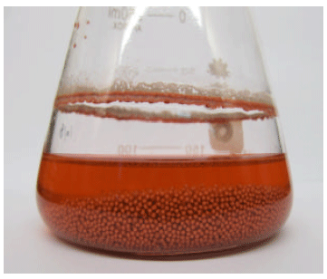 Image for - Production of Antimicrobial Agent Inhibitory to some Human Pathogenic Multidrug-Resistant Bacteria and Candida albicans by Streptomyces sp. NEAE-1