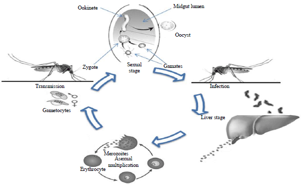 Image for - Quinazolinone Derivatives as a Potential Class of Compounds in Malaria Drug Discovery
