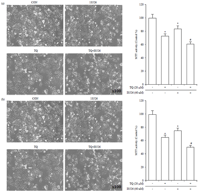 Image for - Effects of Thymoquinone and Iksan 526 callus Extract on B16F10 and A375 Cell Lines