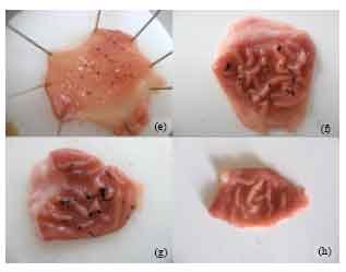 Image for - The Role of Alpha-2 Adrenergic Receptors in the Anti-ulcerative Activity of Famotidine and Omeprazole in Rats and its Relationship with Oxidant-antioxidant Parameters