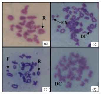 Image for - Observations on Chromosomal Aberrations Following the Administration of Methanol Sub-Fraction of Carica papaya Seeds for Contraception in Albino Rats and Rabbits