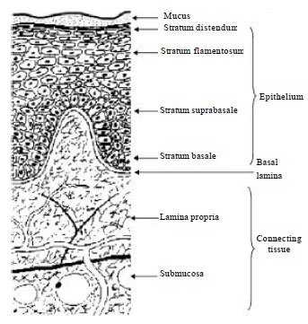 Image for - An Exhaustive Review on Recent Advancement in Pharmaceutical Bioadhesive Used for Systemic Drug Delivery Through Oral Mucosa for Achieving Maximum Pharmacological Response and Effect