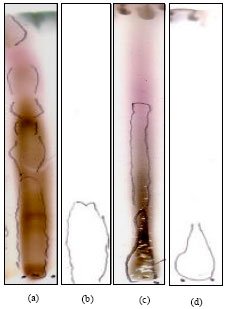 Image for - Phytochemical Investigation and Evaluation of Antibacterial and Antioxidant Potentials of Asparagus racemosus