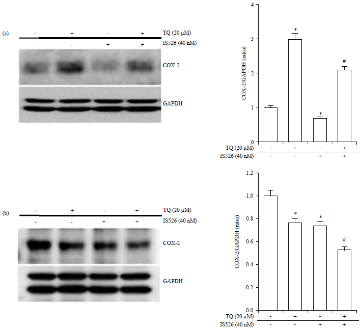 Image for - Effects of Thymoquinone and Iksan 526 callus Extract on B16F10 and A375 Cell Lines