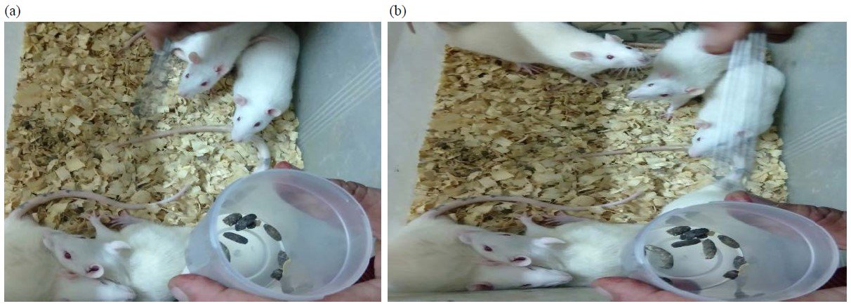 Image for - Efficacy and Promising Ameliorative Effect of Crocin Against Cryptosporidium parvum with Colon Ultrastructure Examination in Male Rats