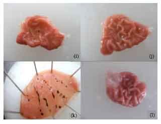 Image for - The Role of Alpha-2 Adrenergic Receptors in the Anti-ulcerative Activity of Famotidine and Omeprazole in Rats and its Relationship with Oxidant-antioxidant Parameters