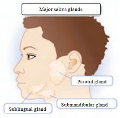 Image for - An Exhaustive Review on Recent Advancement in Pharmaceutical Bioadhesive Used for Systemic Drug Delivery Through Oral Mucosa for Achieving Maximum Pharmacological Response and Effect