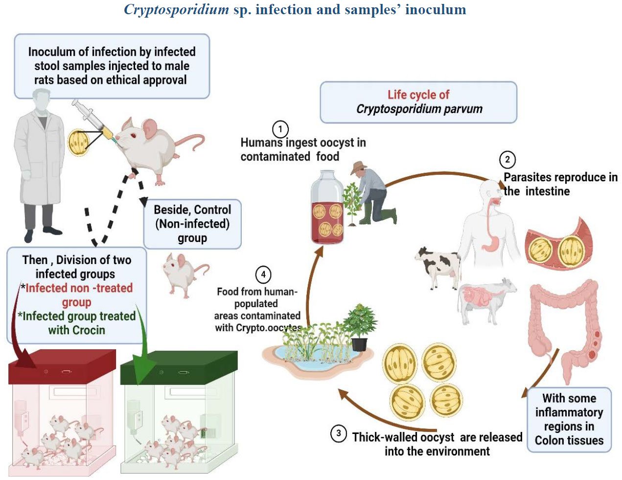 Image for - Efficacy and Promising Ameliorative Effect of Crocin Against Cryptosporidium parvum with Colon Ultrastructure Examination in Male Rats