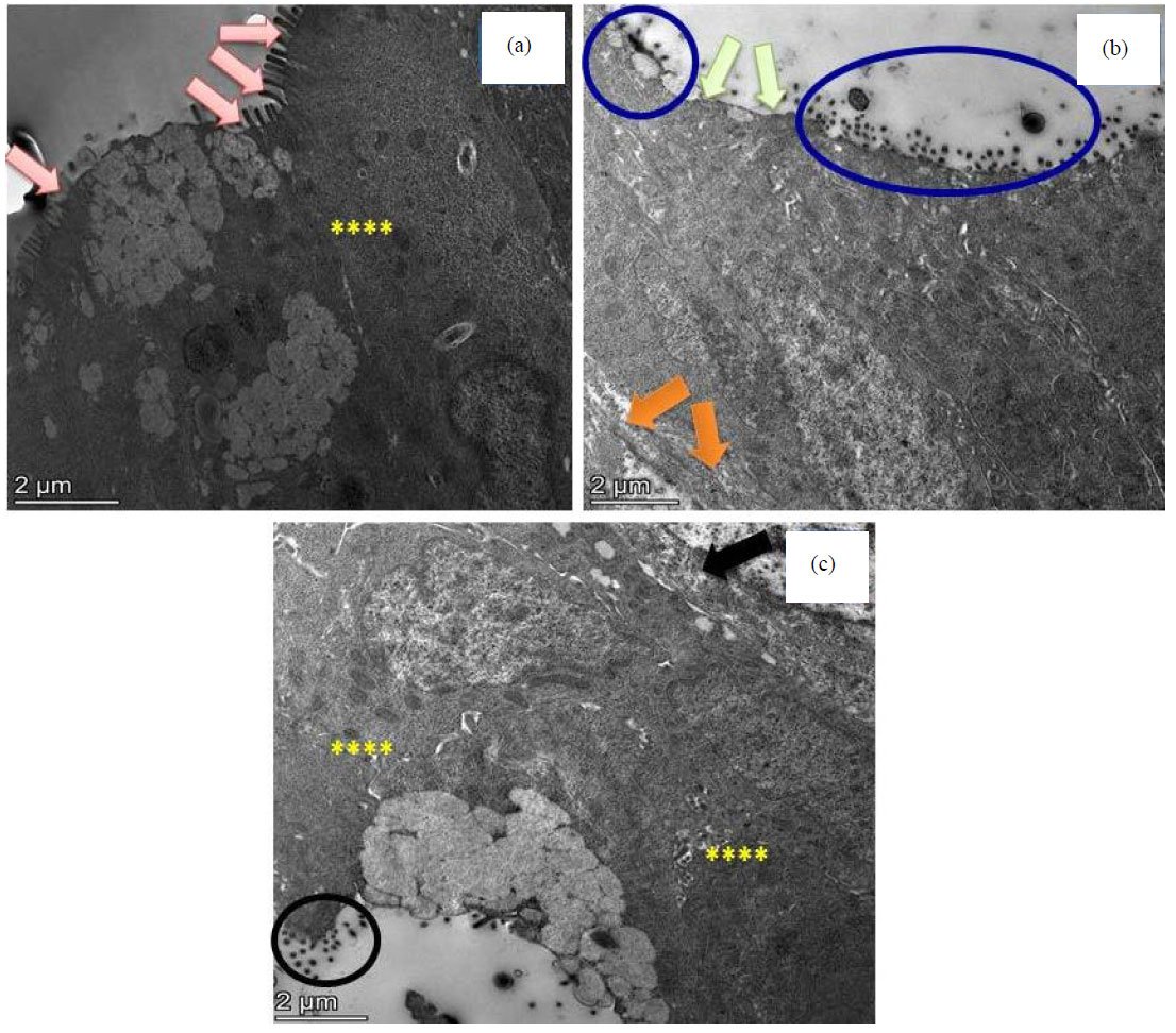 Image for - Efficacy and Promising Ameliorative Effect of Crocin Against Cryptosporidium parvum with Colon Ultrastructure Examination in Male Rats