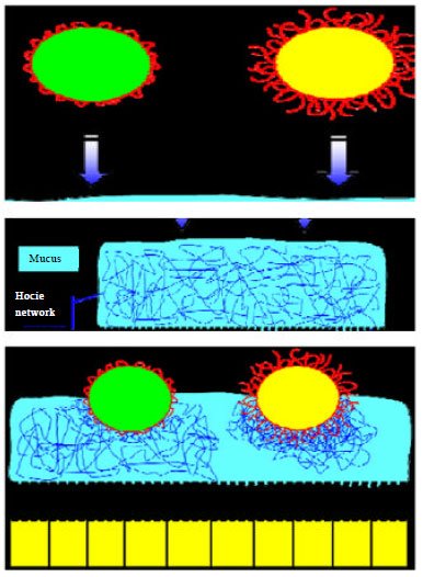 Image for - An Exhaustive Review on Recent Advancement in Pharmaceutical Bioadhesive Used for Systemic Drug Delivery Through Oral Mucosa for Achieving Maximum Pharmacological Response and Effect