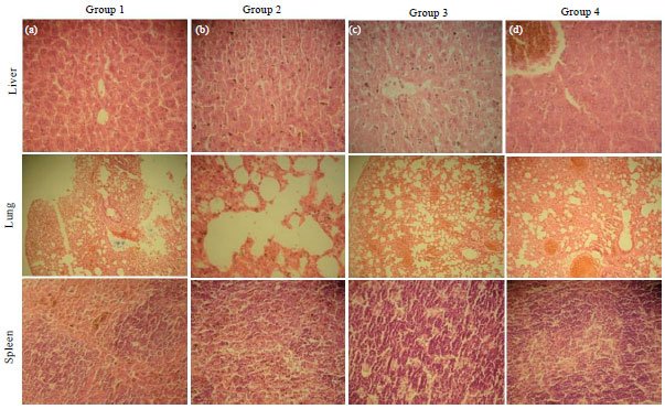 Image for - Moderation of Immunopathological Parameters by Pravastatin in Pasteurella multocida (Pm52) Induced Septicaemic Mice