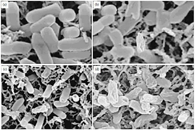 Image for - Phytochemical Analysis, Antibacterial Activity and Mode of Action of the Methanolic Extract of Scutellaria barbata Against Various Clinically Important Bacterial Pathogens