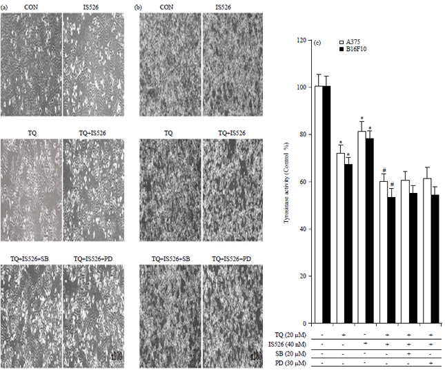 Image for - Effects of Thymoquinone and Iksan 526 callus Extract on B16F10 and A375 Cell Lines
