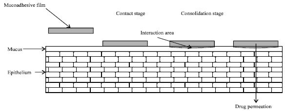 Image for - An Exhaustive Review on Recent Advancement in Pharmaceutical Bioadhesive Used for Systemic Drug Delivery Through Oral Mucosa for Achieving Maximum Pharmacological Response and Effect