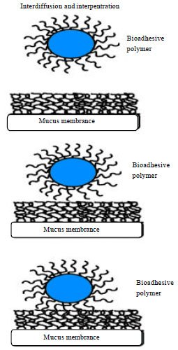 Image for - An Exhaustive Review on Recent Advancement in Pharmaceutical Bioadhesive Used for Systemic Drug Delivery Through Oral Mucosa for Achieving Maximum Pharmacological Response and Effect