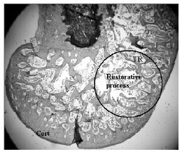 Image for - Methanol Extract of the Fruits of Morinda citrifolia Linn., Restores Bone Loss in Ovariectomized Rats