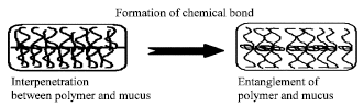Image for - An Exhaustive Review on Recent Advancement in Pharmaceutical Bioadhesive Used for Systemic Drug Delivery Through Oral Mucosa for Achieving Maximum Pharmacological Response and Effect