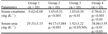 Image for - Evaluation of the Chemoprotective Role of N-Acetylcysteine on Cisplatin-Induced Nephrotoxicity: New Aspect of an Old Drug