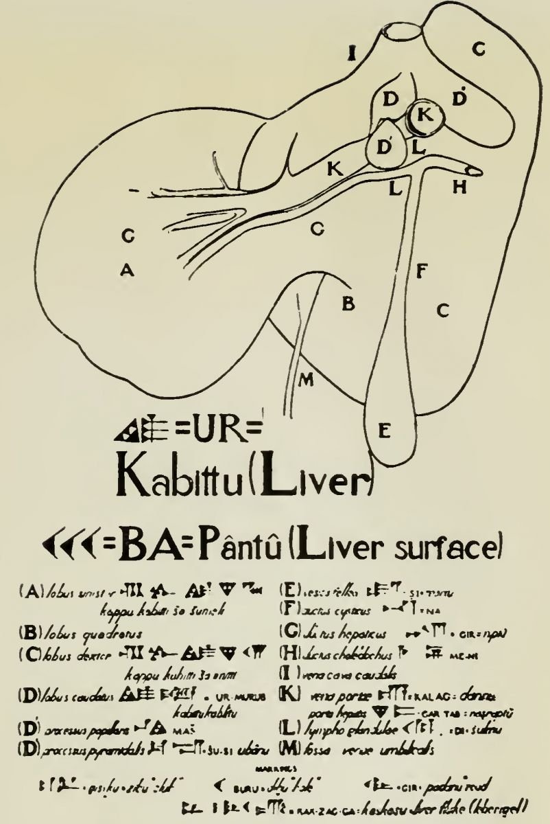 Fig 1. Drawing of Sheep’s Liver with Latin and Babylonian Terms for Chief Parts