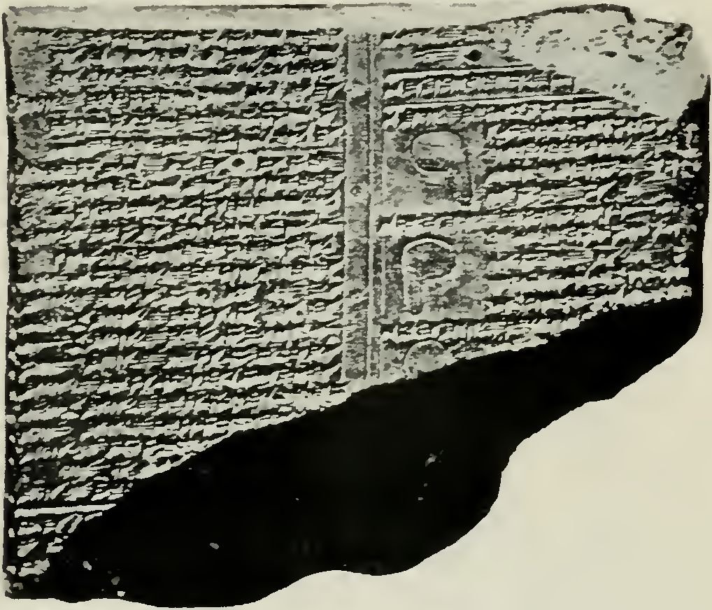 Fig 2. Omen School—Tablet from Ashurbanapal’s Library, showing Finger-shaped Appendix to Upper Lobe of Liver