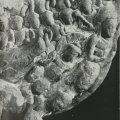 photo detail