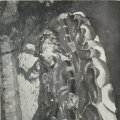 photo detail
