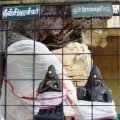 photo detail