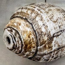 Sjankha: Symboliek en betekenis