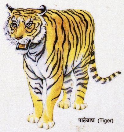 Patebagh (Tiger) [IMM - Flora and Fauna]