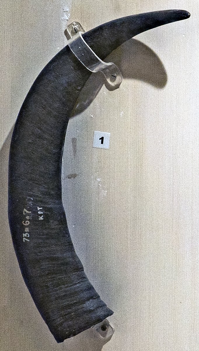 Traditional Mushal horn trumpet [Odisha State Museum—Musical instruments]