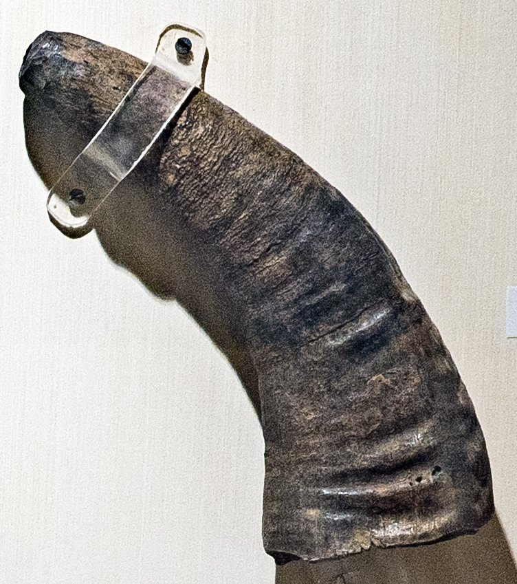 Traditional Singa horn trumpet [Odisha State Museum—Musical instruments]