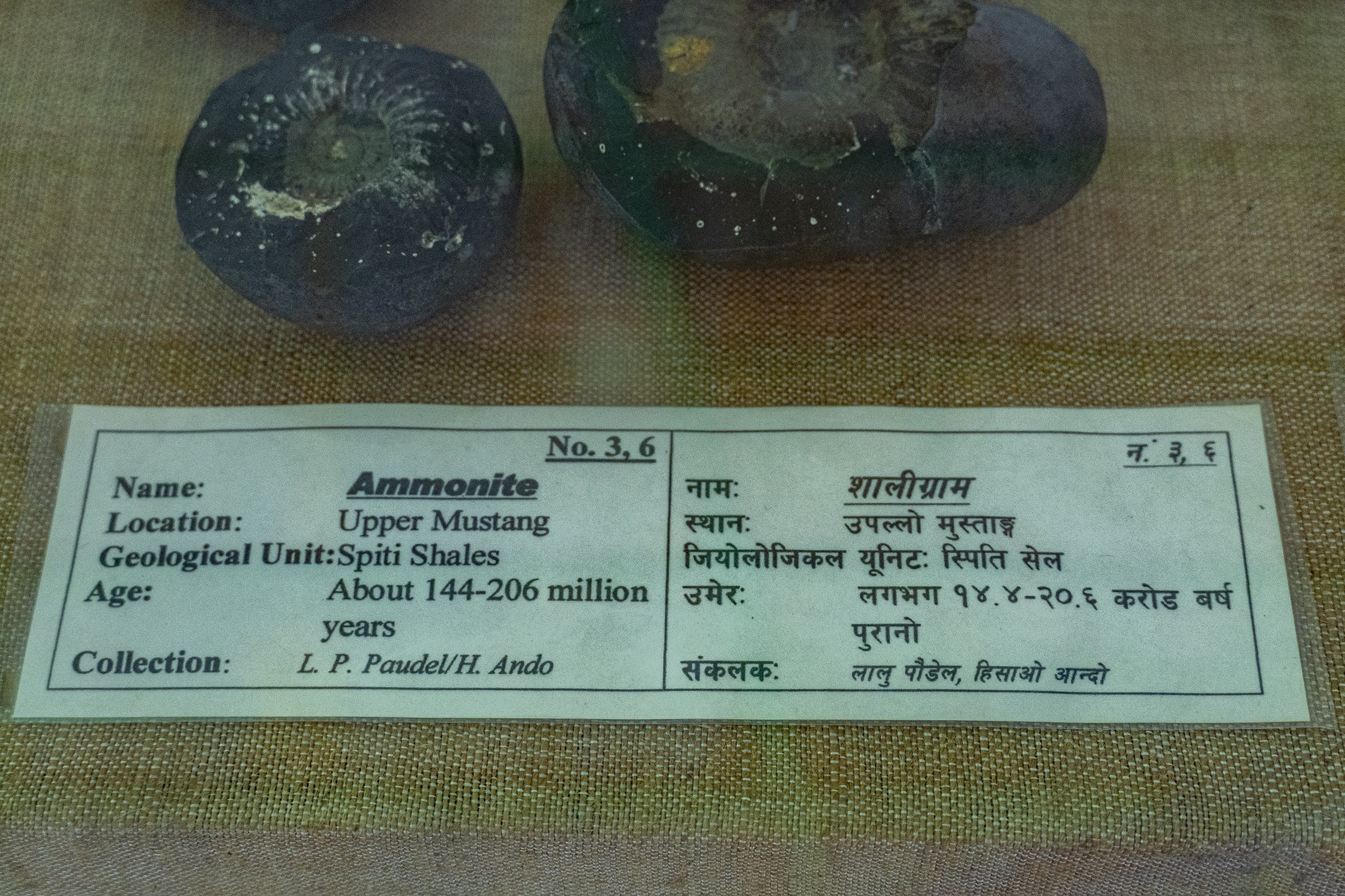 Ammonite from Upper Mustan