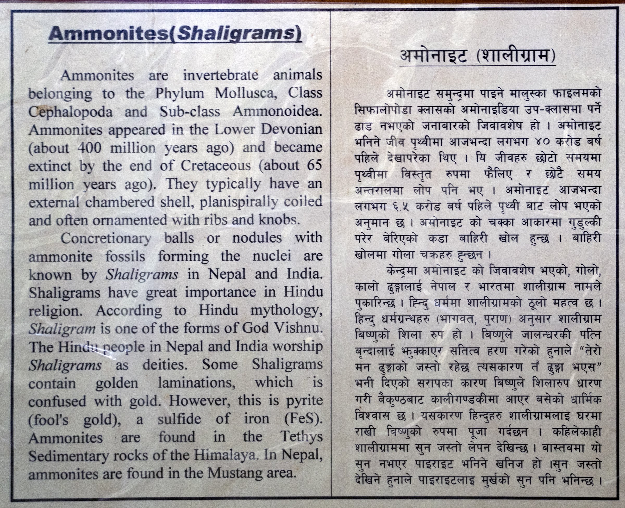 Ammonites (Shaligrams) information