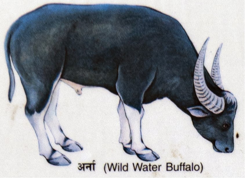 Arna (Wild Water Buffalo)