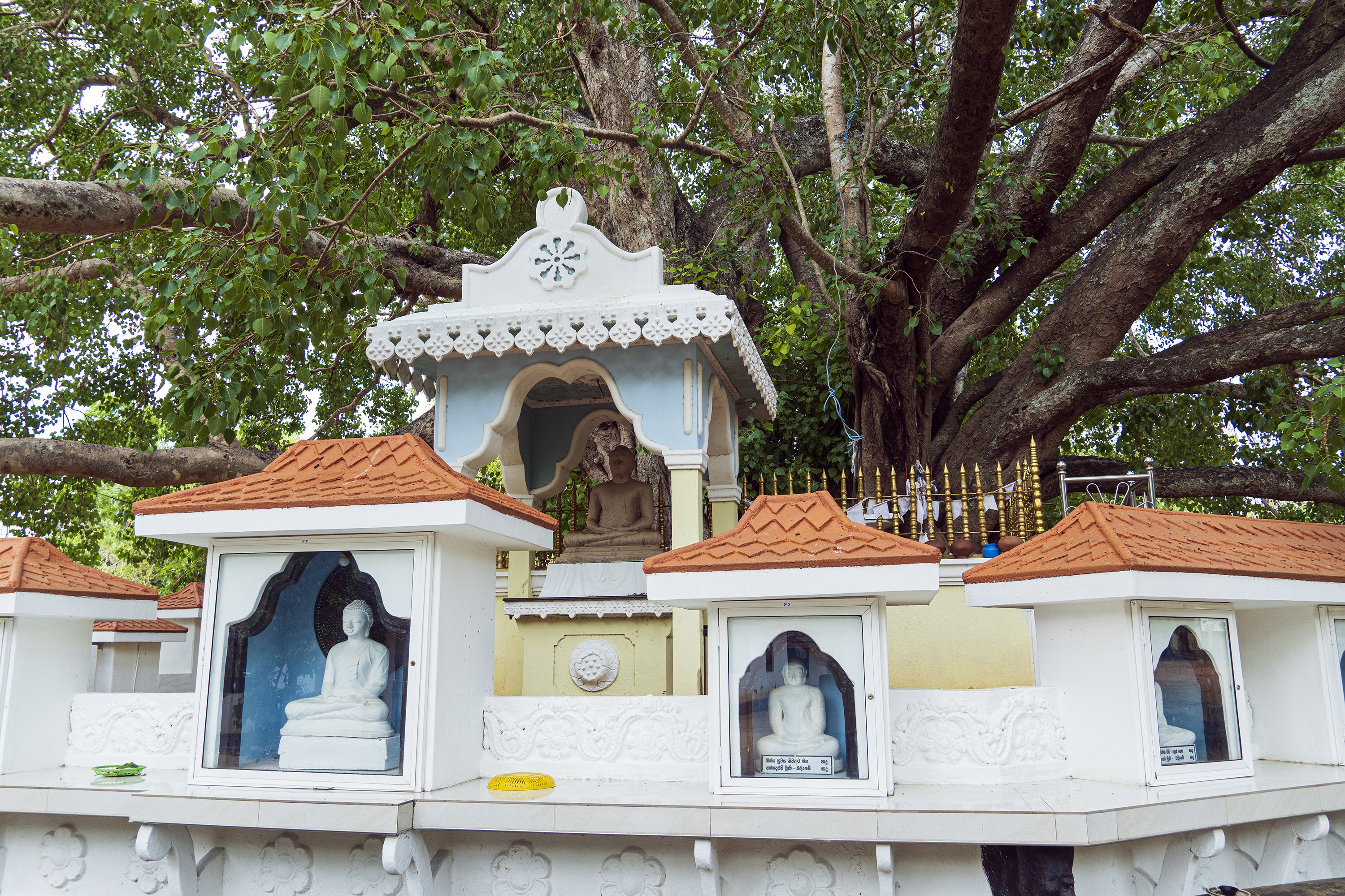 Unlocking Buddhist Mysteries: The Significance Of The Bodhi Tree - 2yisv77