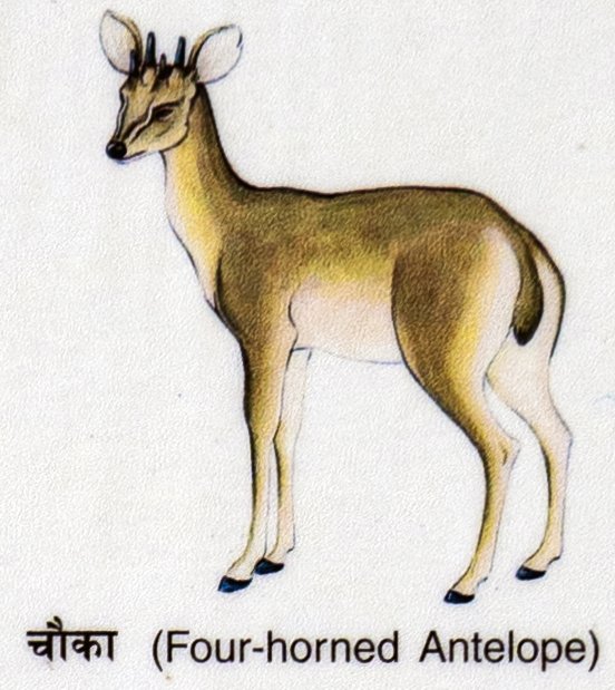 Cauka (Four-horned Antelope)