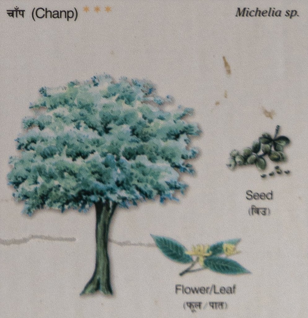 Chanp (Magnolia species)