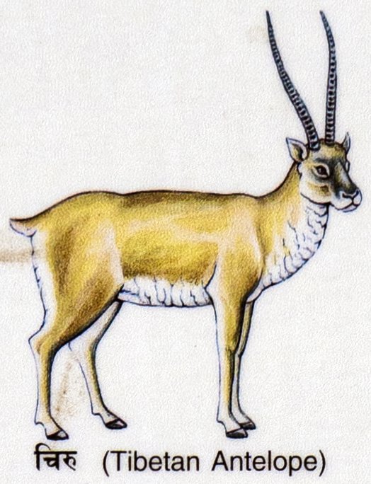 Ciru (Tibetan Antelope)