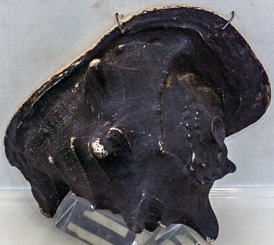 Conch (musical instrument) (17th century) [New Delhi Museum—Musical ...