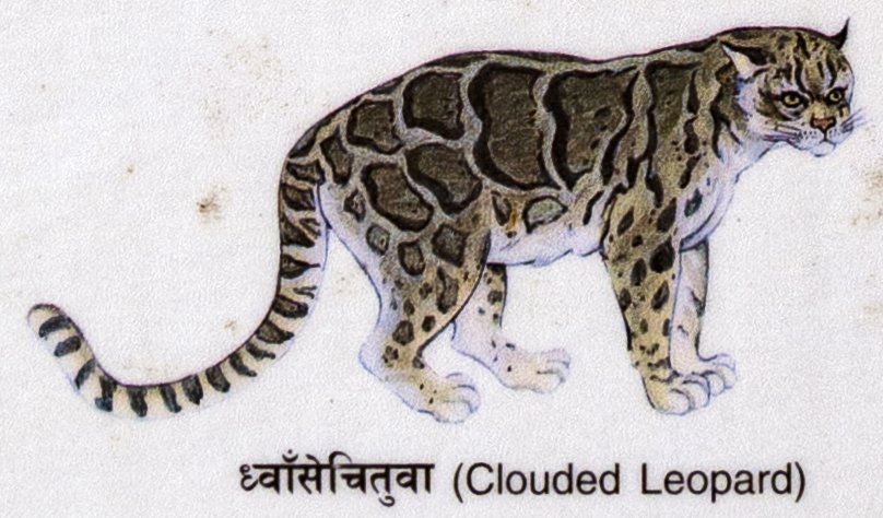 Dhvanse-Cituva (Clouded Leopard)
